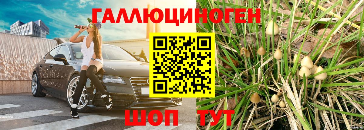 Галлюциногенные грибы Psilocybine cubensis Бугульма
